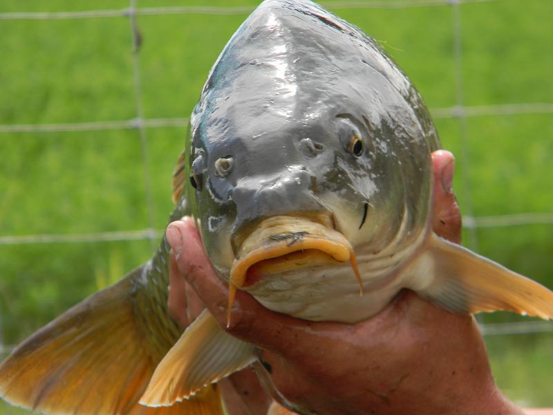 capturi 2013 - poze-sanpaul-112.jpg